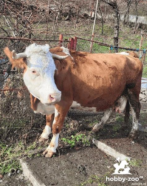 Vând vaca Baltata Românească gestata în 7 luni