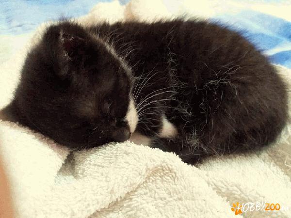 pisica negru cu alb spre adoptie