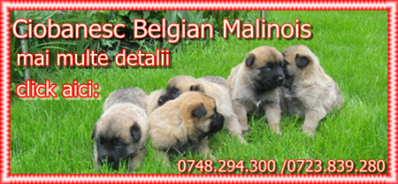 ciobanesc-belgian-malinois