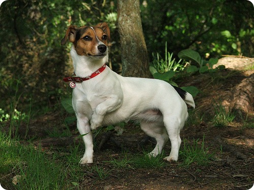 caine jack russell