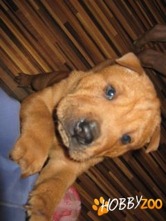 Vand urgent puiuti de shar-pei