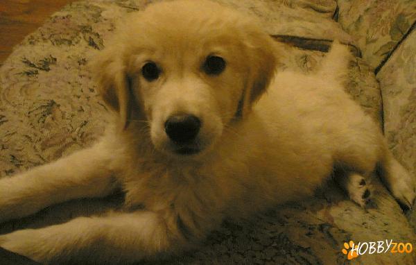 Pui golden retriever