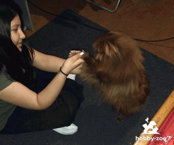 Vând pomeranian Spitz băiat 