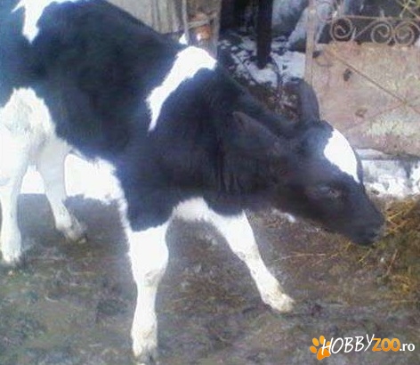 tauras de tinut sau sacrificat