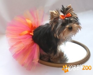  Cosmetica canina la domiciliu