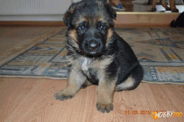 Super pui ciobanesc german cu pedigree