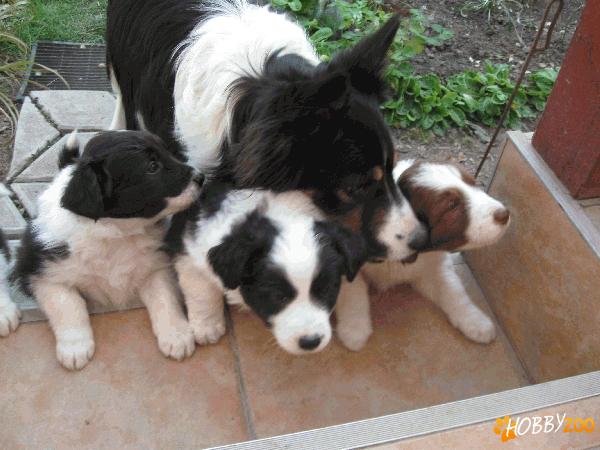 Cateluse Border Collie