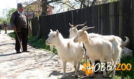 capre de lapte  gestante