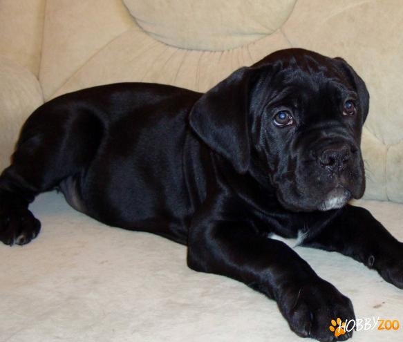 cane corso de vanzare