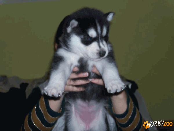 vand catei husky siberian