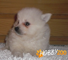 pomeranian de vanzare