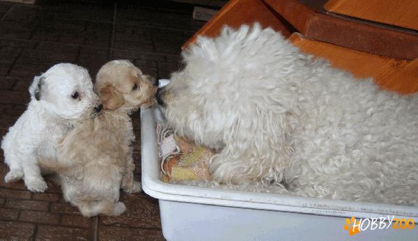 Pbichon bolognez 6 saptamani