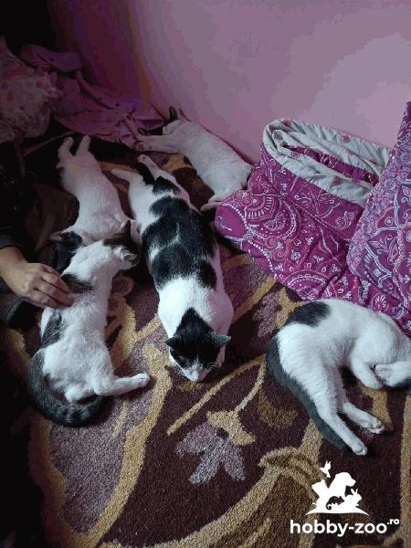 Pisici de 3 luni fara pret domesticiti