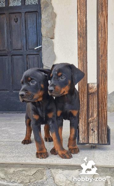 Cățeluși Doberman vânzare 