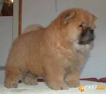 Chow-Chow roscat rasa pura