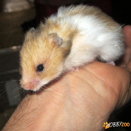 Hamsteri de vanzare