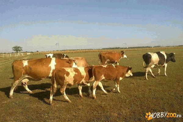 holstein si baltata romaneasca