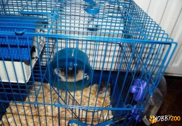 hamsteri pitici foarte frumosi