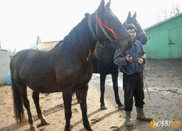 iepe de rasa botosani