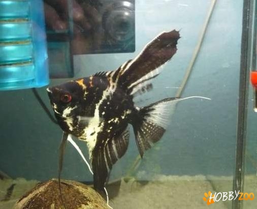 femela scalar marmorat