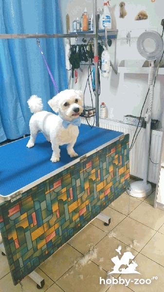 Bichon maltez varsta 1 an pentru imperechere