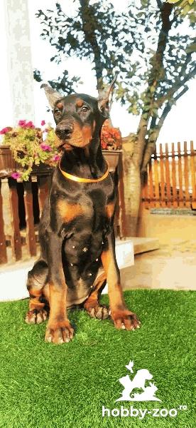 Doberman catelus de vanzare