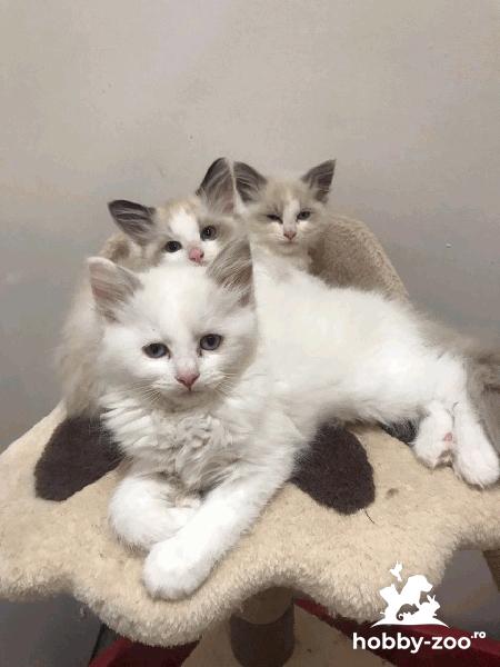 Pisicuțe Ragdoll care caută o casă nouă