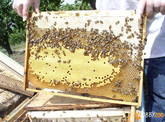 familii de albine cu matca
