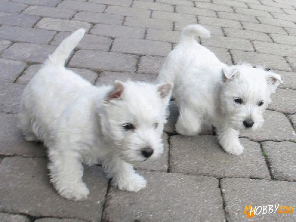 vand catei westie satu mare