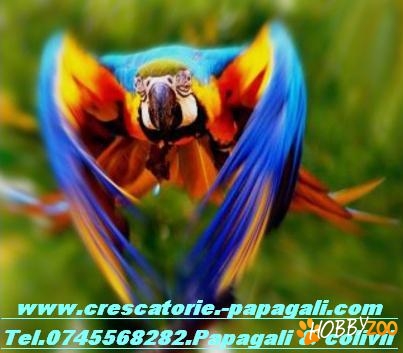 Vand papagali. Jako - Ara ...