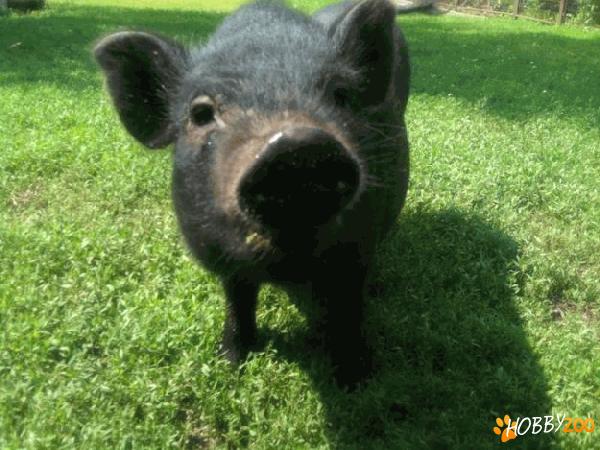 porci vietnamezi de carne