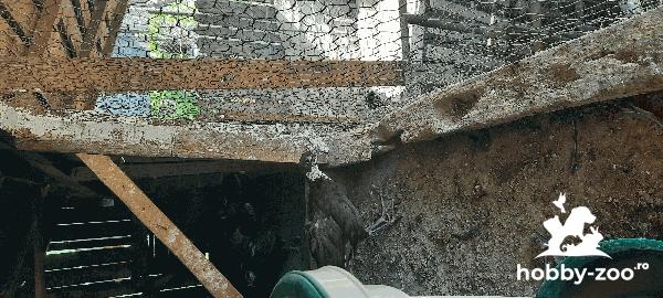 Pui de fazan comun și tenebros 