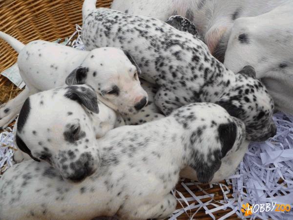 vand catei dalmatian  satu mare