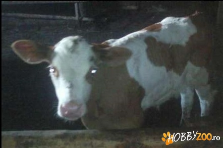 vitea rosu cu alb din holstein
