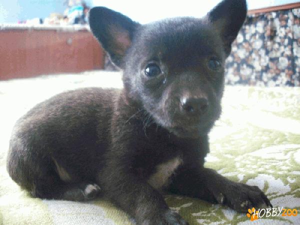 Mascul chihuahua toy miniatura