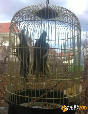 ofer nimfe femela si mascul 