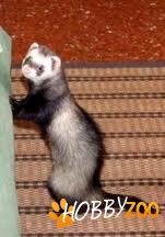  pui de dihor bandit
