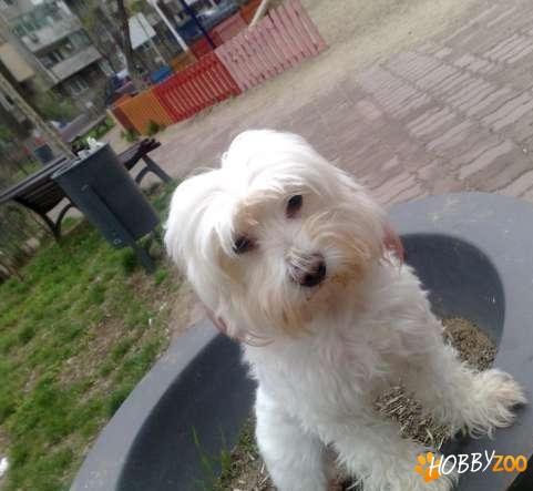 Bichon Maltez pentru monta