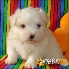 bichon maltese de vanzare