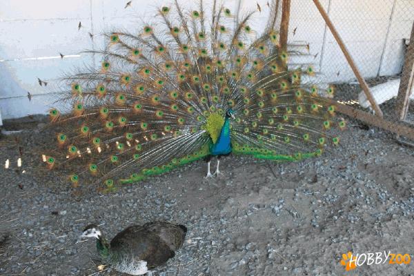  urgent vand familii pauni