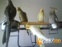 papagal nimfa mascul bland