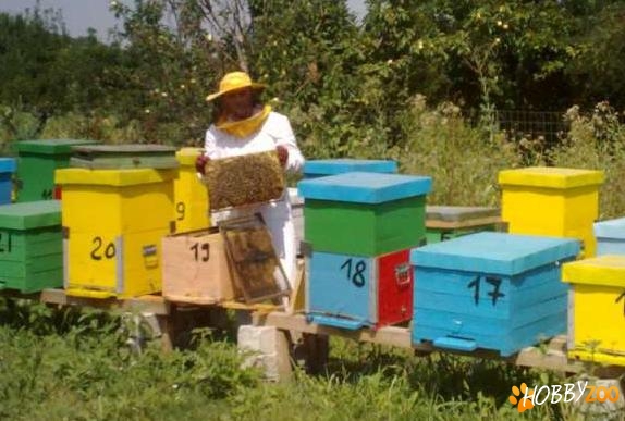 Familii de albine pe 10 rame