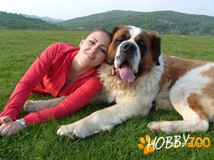 Monta Mascul Saint Bernard 