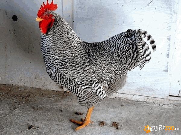Vand cocosi Amrock,Marans,Araucana