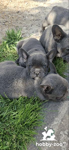 Pui Bulldog Francez sky blue