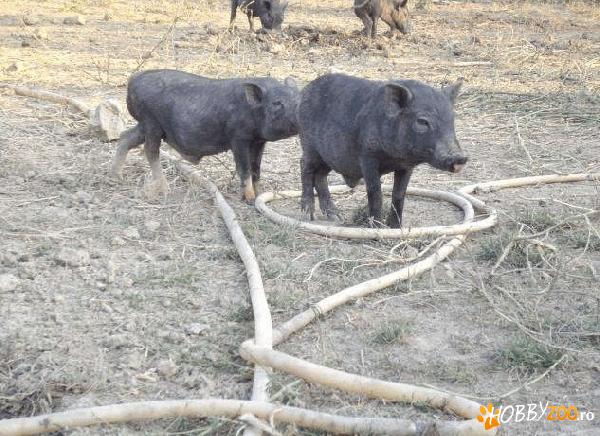 porci vitnamezi diferite varste