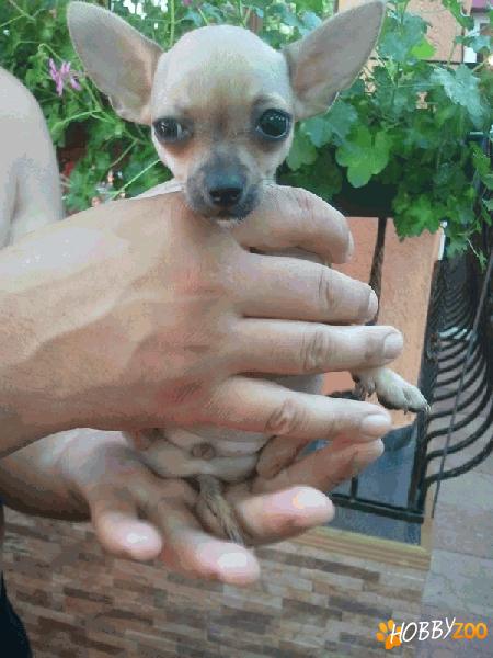 Pui chihuahua mini de vanzare