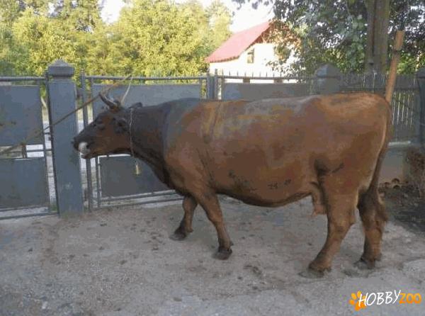 Vaca rasa holstein bruna