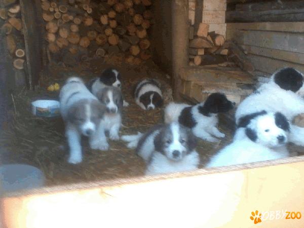 vand catei ciobanesc romanesc de bucovin