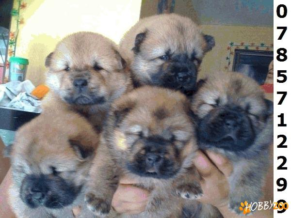 CHOW CHOW CEL MAI BUN PRET